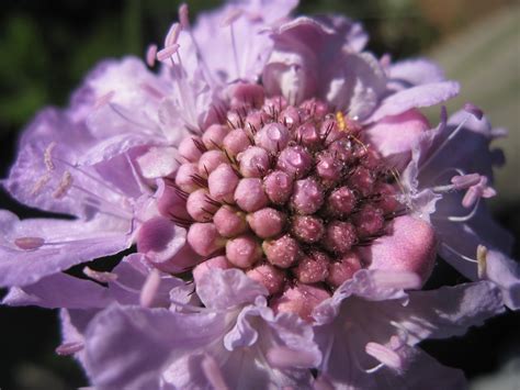 图片素材 : 露, 光, 厂, 早上, 花瓣, 生产, 植物学, 花园, 植物群, 绣球, 野花, 灌木, 紫丁香, 南非, 宏观摄影 ...