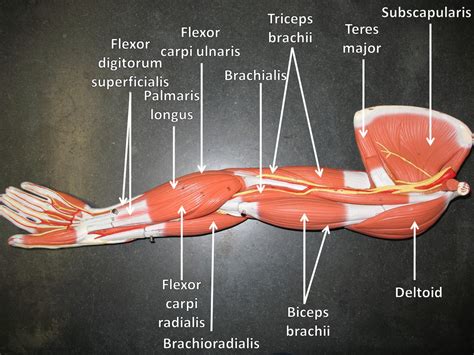 Arm Muscle Model Labeled Diagram Quizlet, 41% OFF