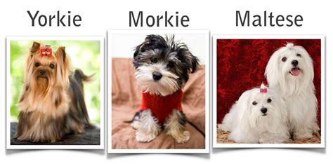 How big is a full grown Morkie? | ABOUT MORKIES