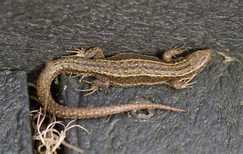 viviparous lizard (Pyrenees' Biodiversity) · iNaturalist