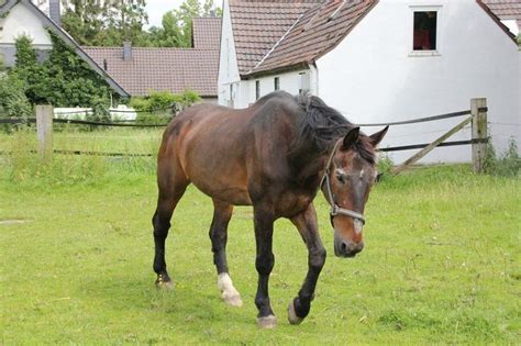 11 Best Dressage Horse Breeds for All Levels (with Pictures) | Pet Keen