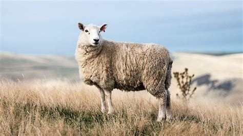 Uttarakhand To Produce Australian Merino Sheep Wool - The Indian Telegraph