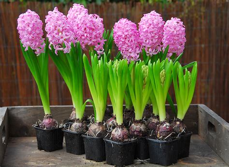 Forcing hyacinth bulbs in fall - Raise Your Garden