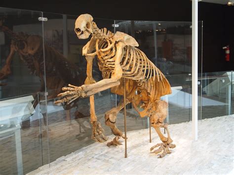 Shasta ground sloth | Nothrotheriops shastensis was the smal… | Flickr