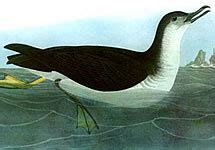 Manx Shearwater Bird - Facts, Information & Habitat