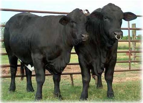 Cow Breeds - Beefmaster