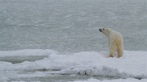 Polar Bear Q&A of the Day: Do polar bears hibernate? | Explore