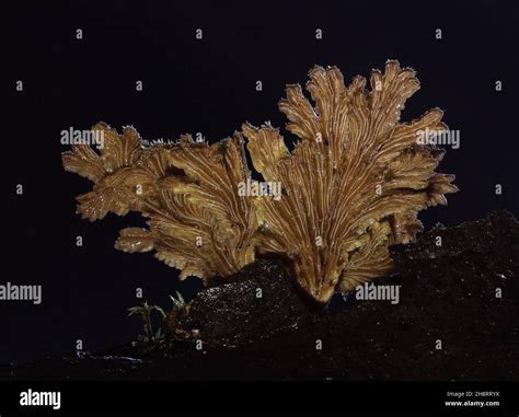 schizophyllum commune split gill showing spores Stock Photo - Alamy