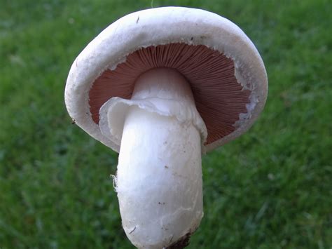 The Amateur Mycologist #22 - Agaricus bisporus - AKA The White Button Mushroom, The Cremini ...