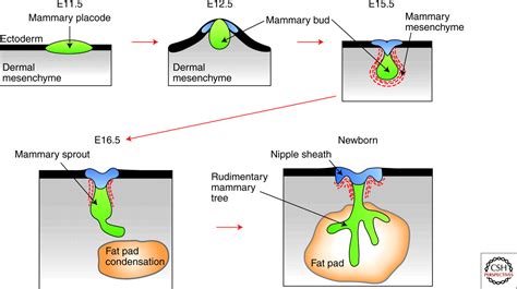 Molecular Mechanisms Guiding Embryonic Mammary Gland Development