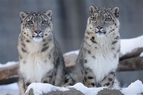 Trailing the snow leopard in mountainous Ladakh | London Evening ...