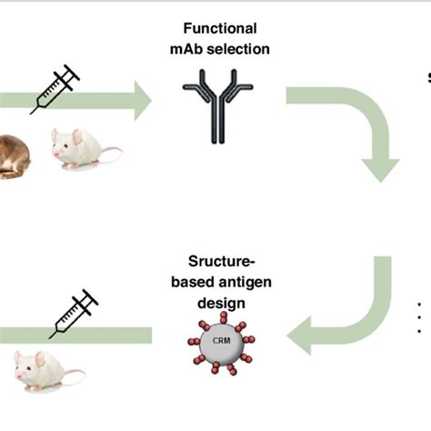 Structure guided design of a new GBS serotype III vaccine antigen. | Download Scientific Diagram