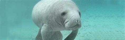 Manatee Species - Animal Facts and Information