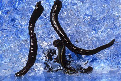 Medicinal leeches on water gel at leech farm. - Stock Image - Z205/0066 - Science Photo Library