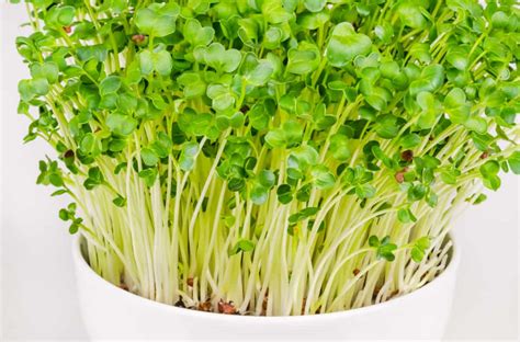 Radish Microgreens Nutrition: Health Benefits, Varieties and How To Grow » RusticWise