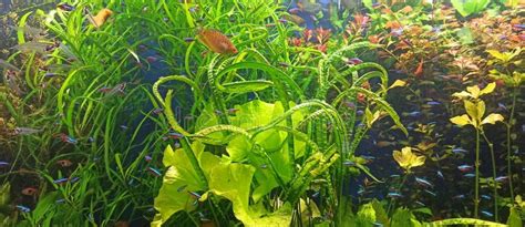 Aquarium Life in the Aquarium Neons Fish Neons Neon Aquarium Plants Stock Image - Image of neon ...