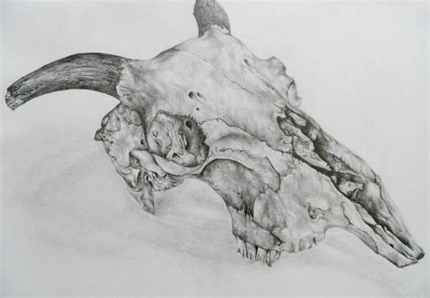 Animal Skull- Pencil by APilsbury on DeviantArt