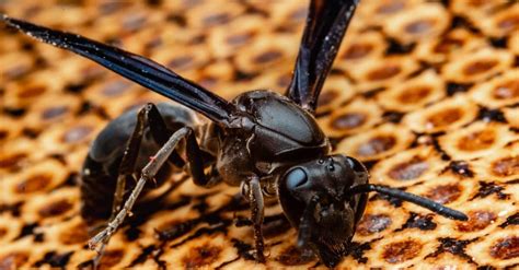 Black Wasp - A-Z Animals