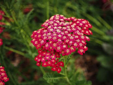 Yarrow Plants – Growing Yarrow Flowers | Garden Design