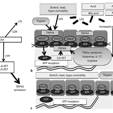 Proposed molecular mechanism of visceral hypersensitivity or blunting ...