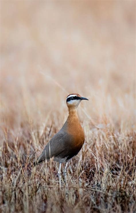 Plover Photos, Download The BEST Free Plover Stock Photos & HD Images