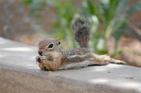 Chipmunk ~ could he be more comfortable