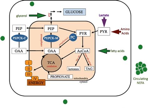 Figure 1 from The Role of TCA Cycle Anaplerosis in Ketosis and Fatty Liver in Periparturient ...