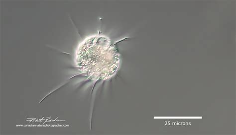 Photographing Ciliates - The Canadian Nature Photographer