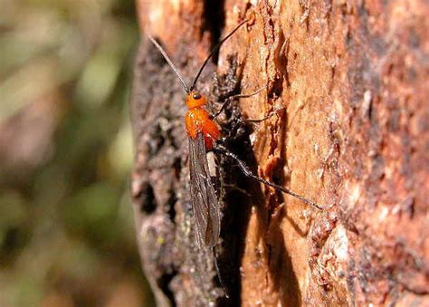 Family BRACONIDAE - Braconid Wasps