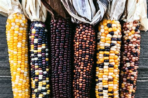 Heirloom Organic Indian Corn Seeds 10 Seeds 2019 Harvest | Etsy