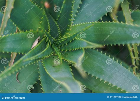 Health Live. Aloe Vera Medical Plant Growing. Selective Focus. Macro Nature. Stock Photo - Image ...