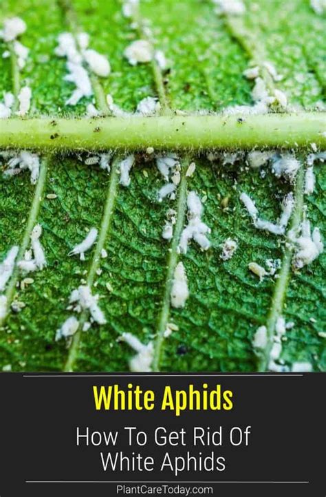 How To Get Rid Of White Aphids | Control Tips in 2021 | Plant lice, Garden pests, Aphids