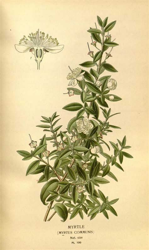 Myrtle (Myrtus Communis) - Biodiversity Heritage Library | Botanical ...