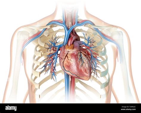 Das menschliche Herz mit Schiffen, Bronchialbaum und Brustkorb. Auf ...