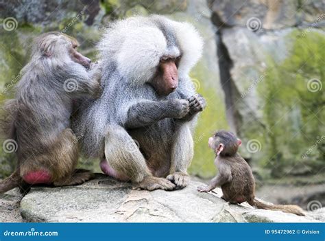 Baboon family stock photo. Image of rare, care, patriarchal - 95472962