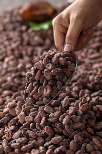 Premium Photo | Selection of completed cocoa seeds must be dried before into sacks