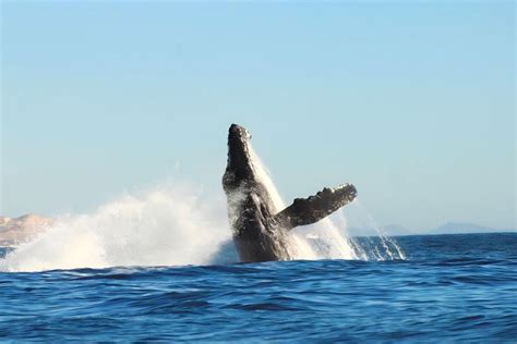 Cabo San Lucas: Arch Boat Tour Whale Watching Safari