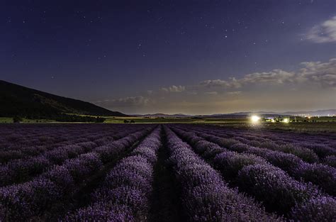 Lavender fields Lavender Fields, Farmland, Vineyard, Wallpapers, Photography, Outdoor, Lavender ...