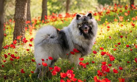 Keeshond Dog Breed: Characteristics, Care & Photos | BeChewy