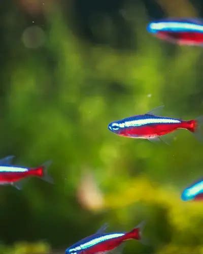 The Ideal Neon Tetra Tank Size: A Comprehensive Guide