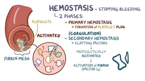 Coagulation Cascade: What Is It, Steps, and More | Osmosis