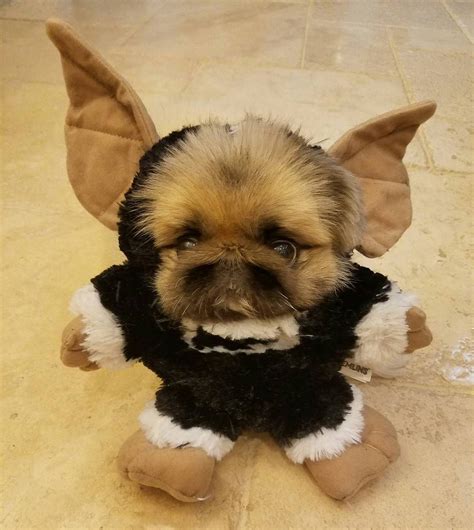 #konabears #gremlin #Pekingese #dog #costume #halloween | Dog halloween costumes, Dog halloween ...