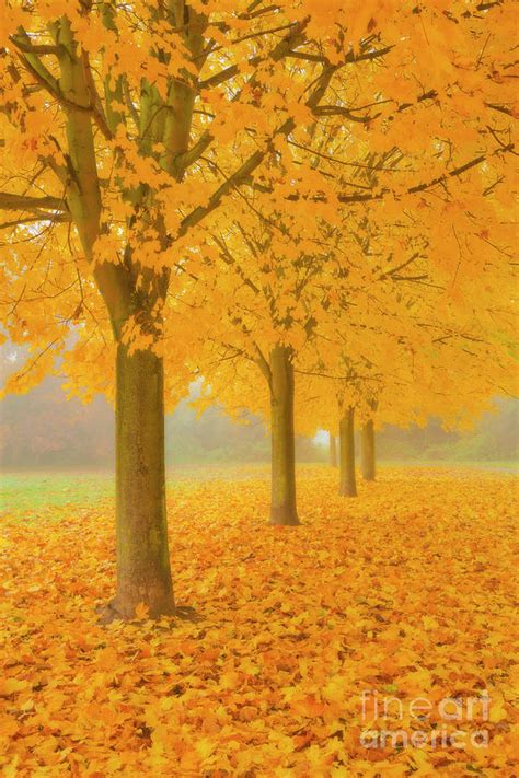 Misty Sycamore Tree Avenue in Autumn Photograph by Neale And Judith Clark - Fine Art America