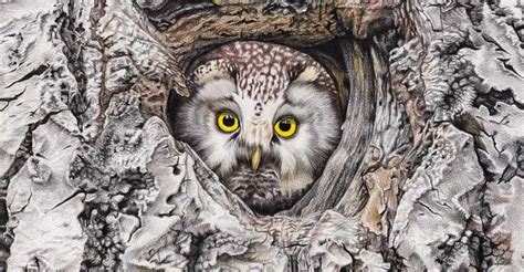 Beyond the Boughs: Tales from the Life of a Boreal Owl - The Worlds Rarest Birds