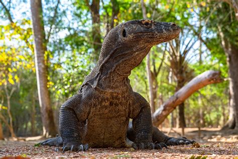 Komodo Tour Package - The Komodo National Park Tours