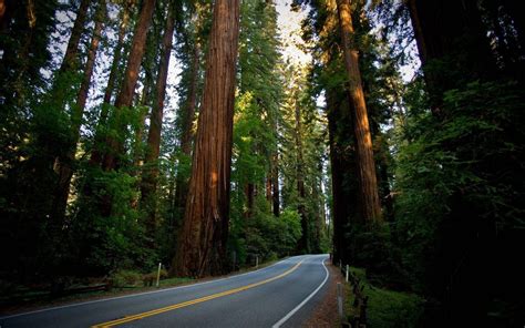 Giant Redwood Forest Wallpapers - Top Free Giant Redwood Forest Backgrounds - WallpaperAccess