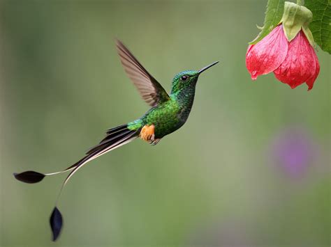 Booted Racket-tail (Peruvian) - eBird