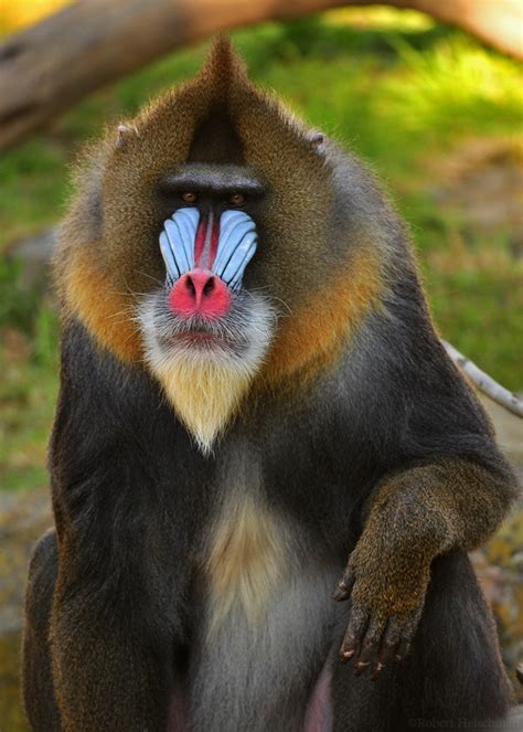 8 Images Mandrill Facts For Kids And View - Alqu Blog