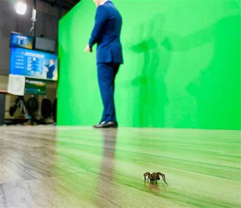 KMBC Kansas City wolf spider in studio during weather forecast