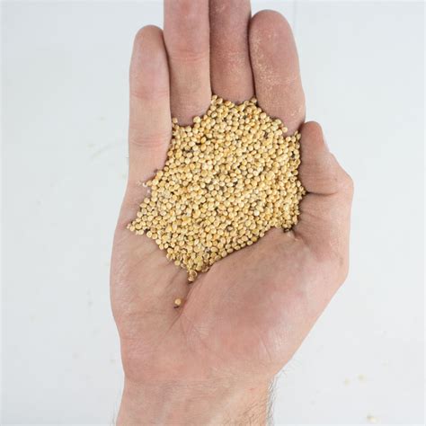 Caudill Seed | White Millet Bird Seed - 50 Lb - Bulk